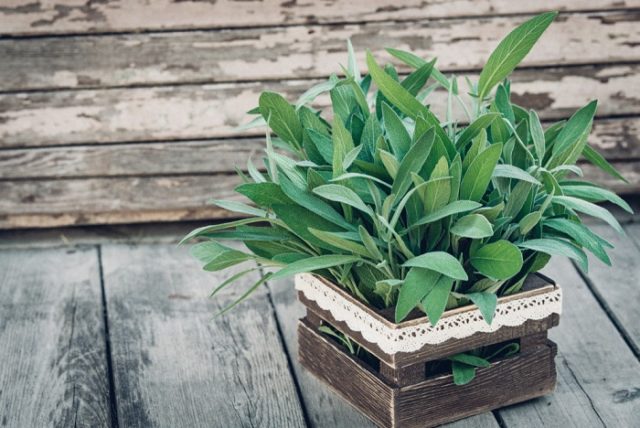 Come coltivare la salvia in casa, in vaso o sul balcone ...