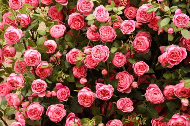 Come prendersi cura delle rose - Non sprecare