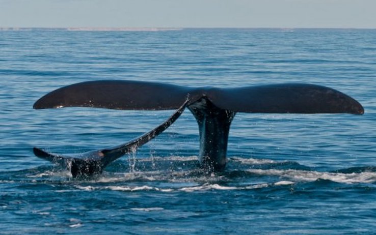 Difendere Le Balene La Missione Di Sandro Mazzariol Non Sprecare