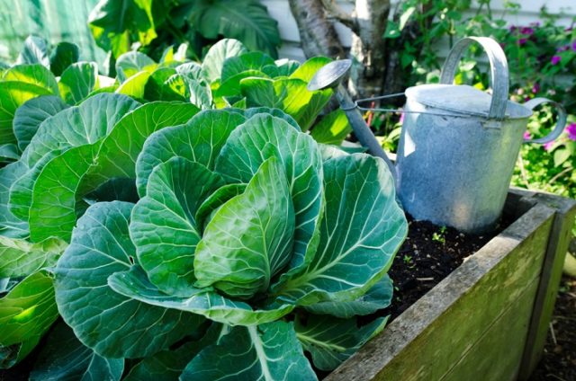 HOW TO MAKE A VEGETABLE GARDEN WITH VEGETABLE WASTE